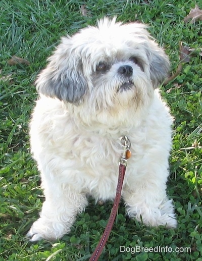 Close up front view - An overweight white with black Shih-Tzu dog is sitting in grass and it is looking to the right. Its front legs bow out to the sides.